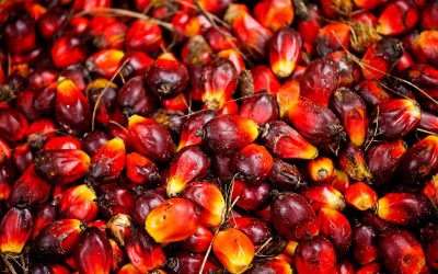 Responsibly Grown Palm Oil